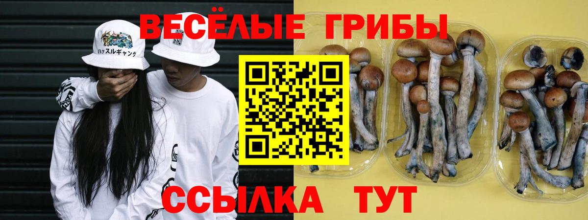 Галлюциногенные грибы Psilocybe  Вход с VPN  Осинники 